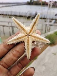 Close-up of hand holding starfish