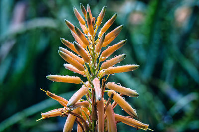 Close-up of pine tree