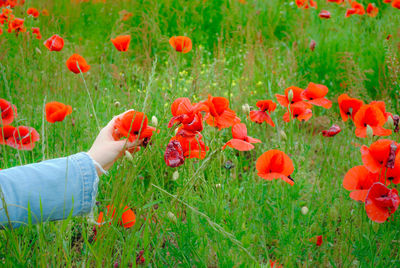 Full length of red poppy flower in field