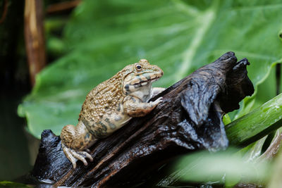 Close-up of lizard on wood