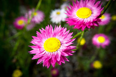 Close-up of yellow flower blooming outdoors