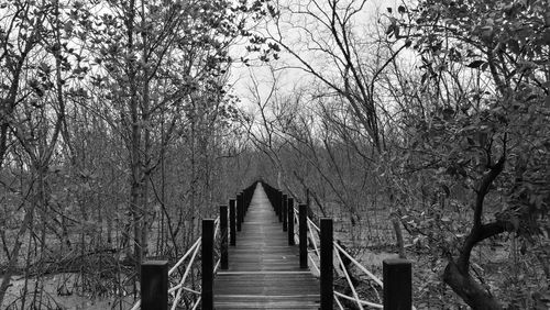 Footbridge amidst trees in forest