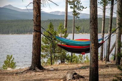 Scenic view of lake amidst trees in forest