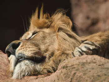 Close-up of a sleeping cat