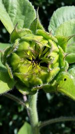 Close-up of plant