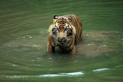 View of a drinking water in lake