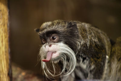 Close-up of emperor tamarin