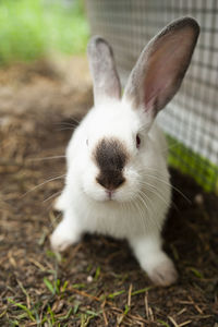 Portrait of a siamese rabbit close-up, vertically