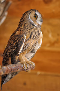 Close-up of owl perching on branch