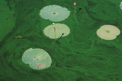 High angle view of dragonfly by water lilies on moss covered pond