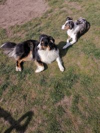 High angle view of dogs on grass