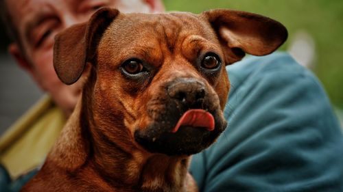 Close-up portrait of dog