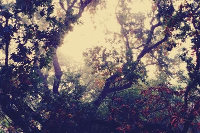 Low angle view of trees in forest