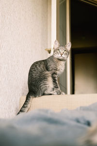 A striped gray cat with yellow eyes. a domestic cat sitting on the bed. the cat in the home interior