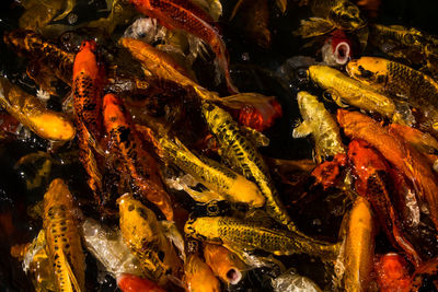 High angle view of koi carps swimming in pond