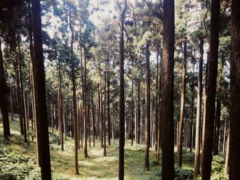 View of bamboo trees in forest