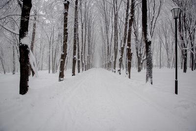 Snow covered land and trees in forest