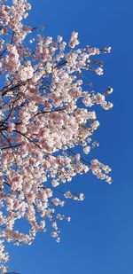 Low angle view of cherry blossom against blue sky