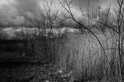 Bare trees on field against sky