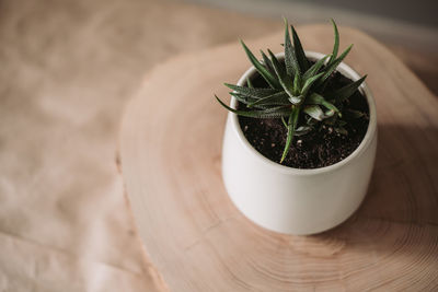 Succulent in ceramic pot standing on the table