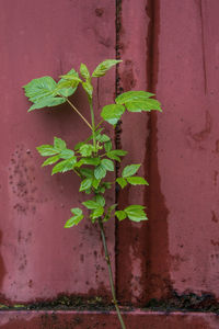 Close-up of plant against wall