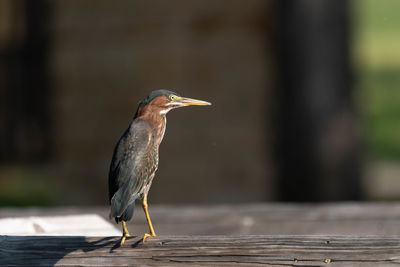 Green heron standing on a wooden pier rail in the morning sunlight.