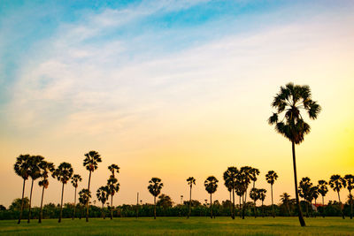 Palm trees on field against sky during sunset