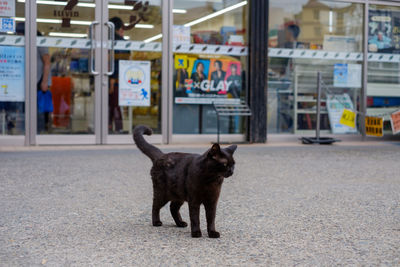 View of a dog on street