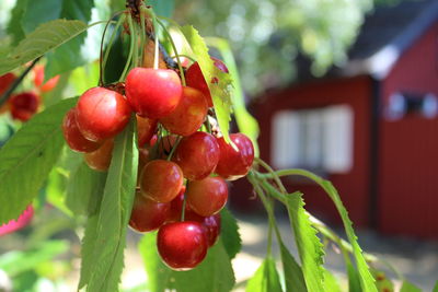 Close-up of red berries growing on tree