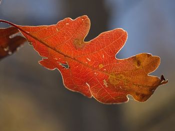 Close-up of orange maple leaves on plant