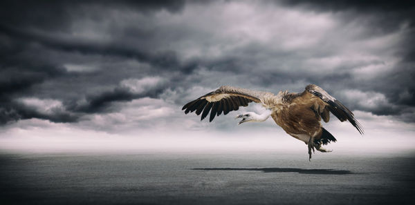 Bird flying against sky