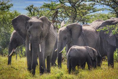 African elephants standing on grassy field