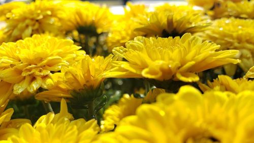 Close-up of yellow flowering plant