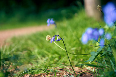 Close-up of butterfly pollinating on purple flower