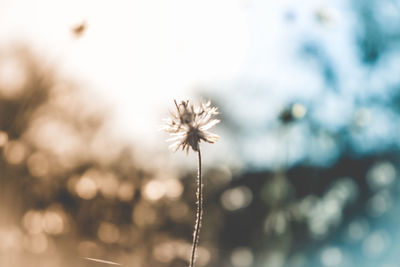 Close-up of wilted dandelion flower