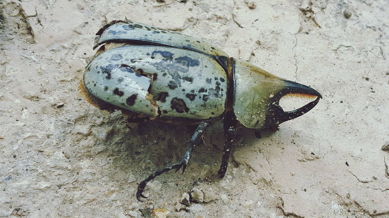 high angle view, one animal, animal themes, close-up, day, no people, ground, outdoors, wildlife, dead animal, animals in the wild, nature, street, abandoned, insect, sand, damaged, rock - object, dirt, field