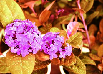 Close-up of purple flowers