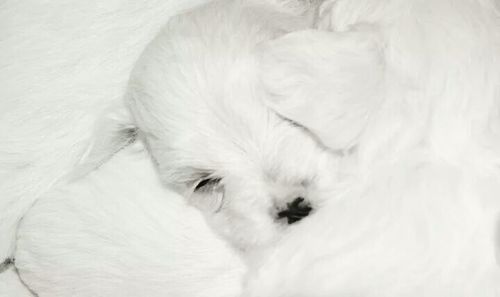 Close-up of cat sleeping