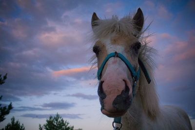 Close-up of a horse against the sky