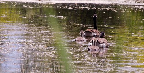 View of ducks swimming in lake