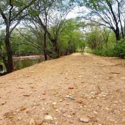 Footpath amidst leaves on trees