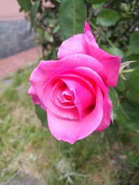 Close-up of pink rose blooming outdoors