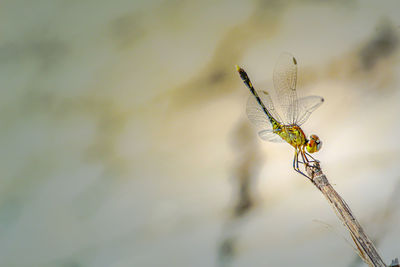 Close-up of insect on plant