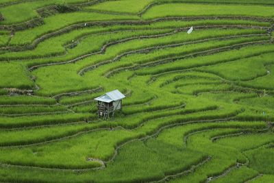 Scenic view of rice paddy