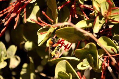 Close-up of insect on plant