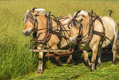 Fjord horses working on a field working with the hay