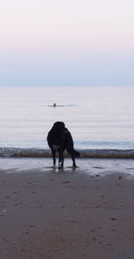Dog on beach against clear sky