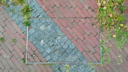 High angle view of plants