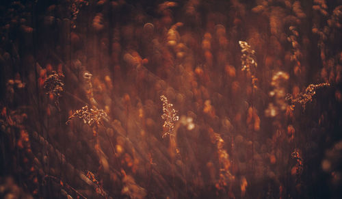 Full frame shot of sunlight