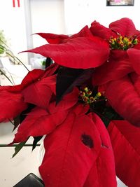 Close-up of red flowers